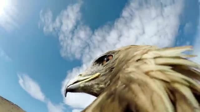 شکار روباه از زاویه دید عقاب | این ویدیو را حتما ببینید!