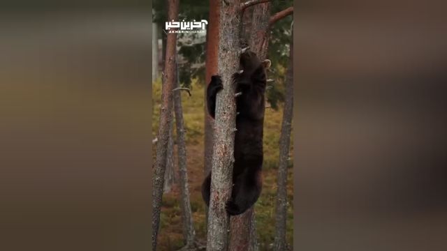 توانایی فوق العاده خرس قهوه ای در بالا رفتن از تنه درختان