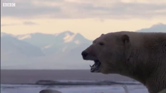 ویدیویی از خرس قطبی که روی زمین می ایستد تا به توله هایش غذا بدهد!