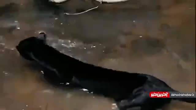 جدال جگوار سیاه با مار آناکوندا | ویدیو