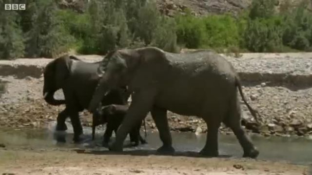 مبارزه بچه فیل برای زنده ماندن (قسمت سوم)