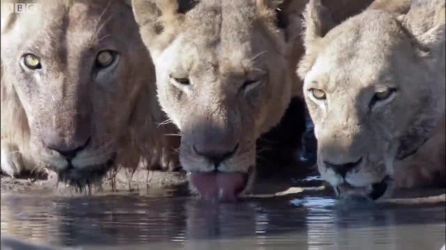 ویدیویی از شیرها در حال شکار فیل که جالب است ببینید!