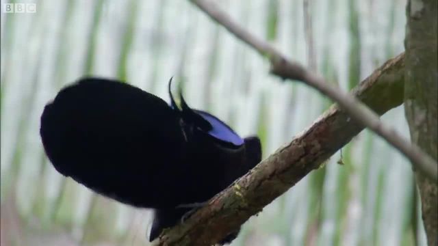 ویدیویی از پرندگان بهشت که حتما باید ببینید!