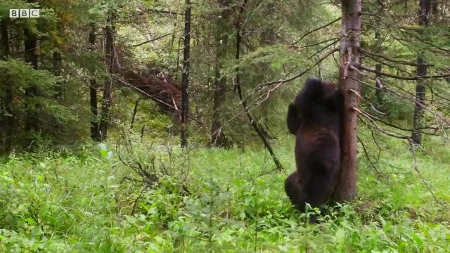 ویدیویی جالب و دیدنی از رقص خرس ها در جنگل!
