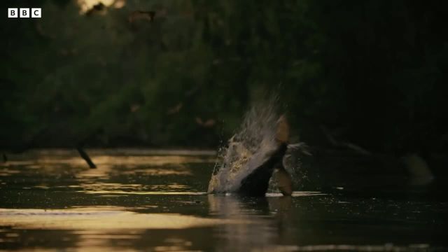 تماشای ویدیوی حمله کروکودیل ها به خفاش های تشنه را از دست ندهید!