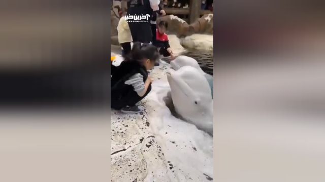 بوسه دلفین مهربان بر پیشانی دختربچه | ویدیو