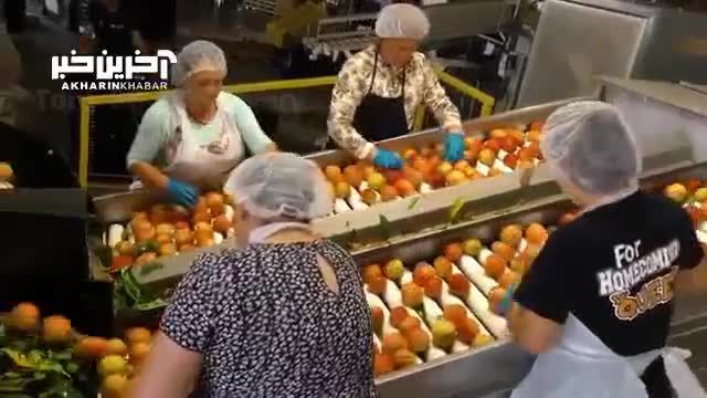 روش مدرن برداشت گوجه در آمریکا