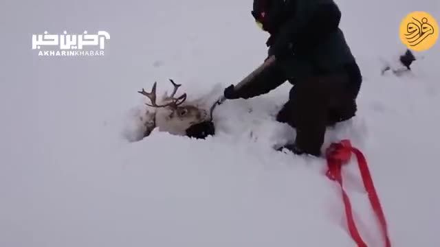 نجات یک گوزن شمالی گرفتار در برف