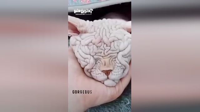 ویدیویی باورنکردنی از یک گربه با ظاهری شبیه به مغز انسان!