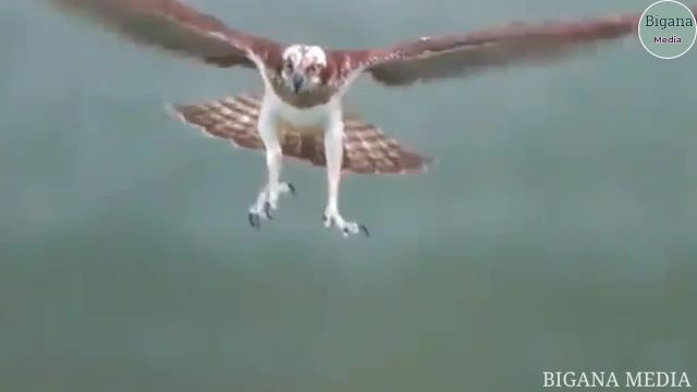 10 تا از شگفت انگیز ترین لحظات از حمله عقاب ها به حیوانات در برابر دوربین