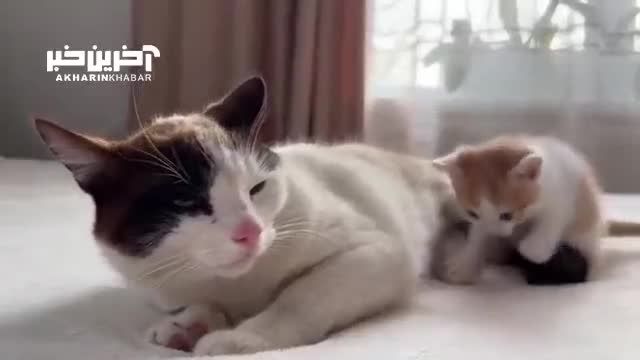 تلاش بچه گربه برای بازی کردن با پدر خواب آلود را ببینید