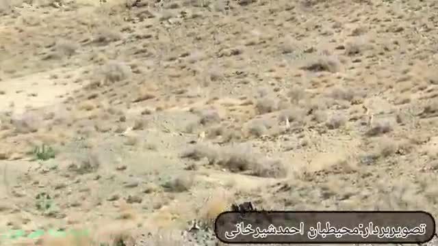 مشاهده 5 قلاده یوزپلنگ ایرانی در پارک ملی توران
