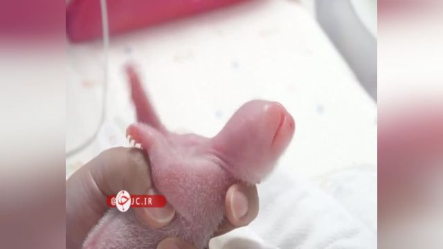 لحظه ای از تولد نخستین نوزادان دوقلوی یک پاندا در کره جنوبی