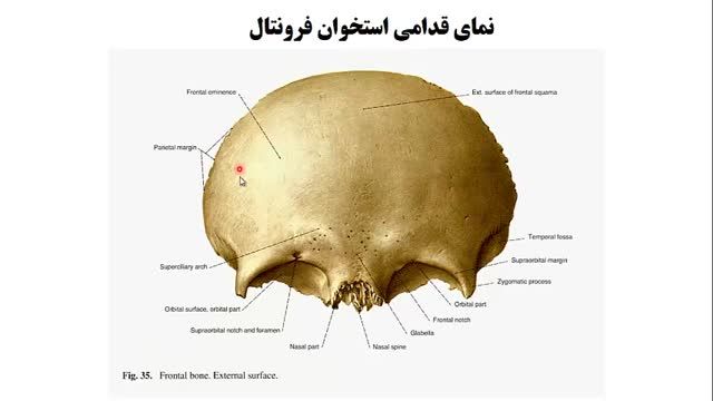 استخوان های جمجمه (Skull) | آموزش جامع علوم تشریح آناتومی سر و گردن | جلسه اول (5)