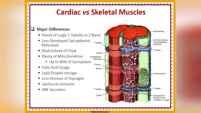 بافت عضلانی (Muscular tissue) | آموزش جامع و کامل بافت شناسی عمومی | جلسه دوازدهم (5)