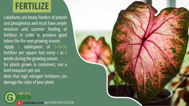 گیاه کالادیوم به چه کودی برای رشد سالم نیاز دارد؟