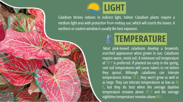 بهترین نور و دما برای گیاه یا گل کالادیوم چیست؟