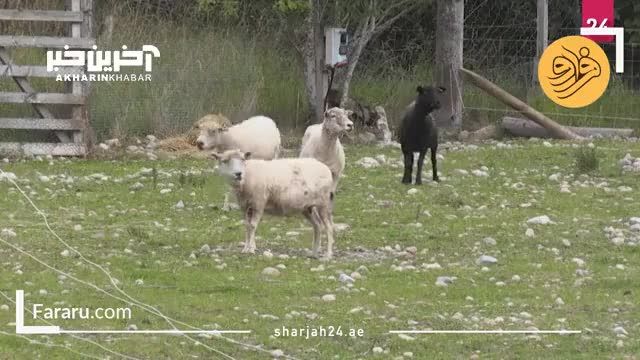 آموزش سگ‌ها برای جلوگیری از حمله عقاب‌ها به گوسفندان