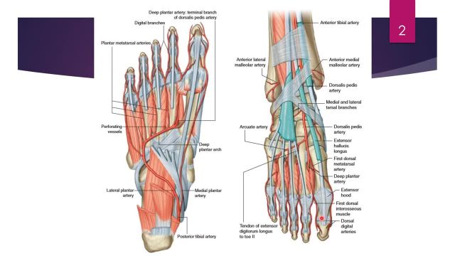 بررسی آناتومی عروق پا | نمایش سه بعدی عروق پا