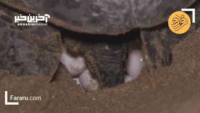 خطر انقراض جوجه لاک‌پشت‌ های سبز تازه متولد شده