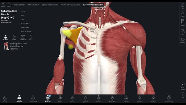 آناتومی عضلات سر شانه | بررسی ساختار آناتومی عضله شانه