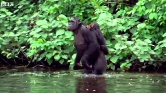 وقتی شامپانزه ها به خرید می روند!