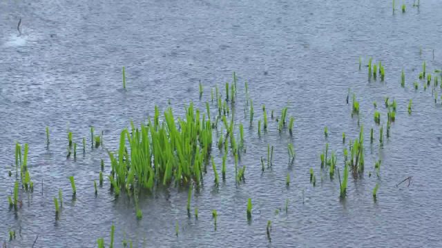 صدای باران و رعد و برق | نماهای دریاچه و پرندگان در یک روز بارانی