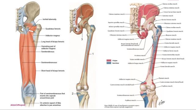 آناتومی عضلات ران | بررسی عضلات سارتوریوس و چهارسر ران