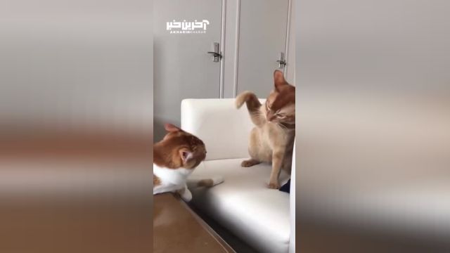 تا حالا دعوای گربه ها را دیده بودین؟