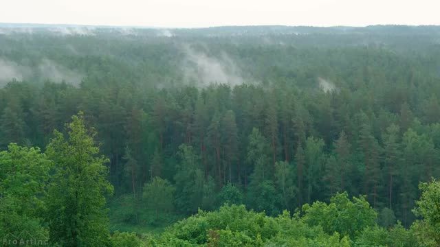 8 ساعت صدای آرامش‌ بخش باران و صدای آواز پرندگان در جنگل