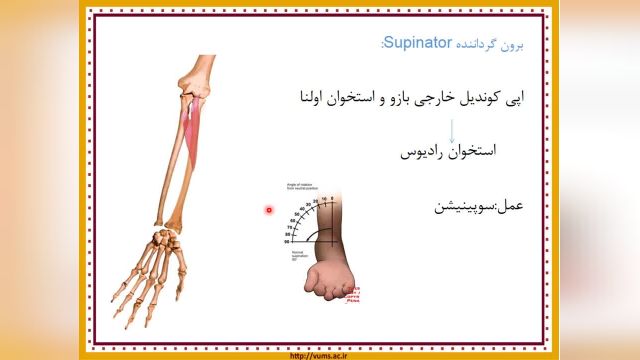 آناتومی عضلات بدن | آموزش آناتومی عمومی | جلسه پنجم (3)