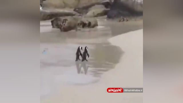قدم زدن عاشقانه دو پنگوئن در ساحل | ویدیو