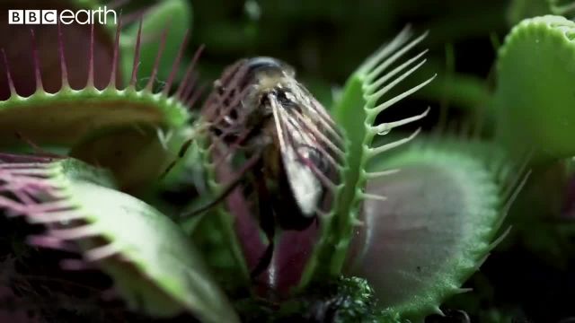 سریعترین گیاه گوشتخوار جهان را در این ویدیو ببینید!
