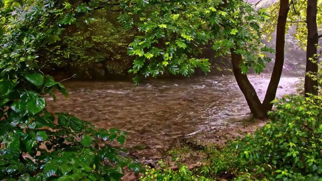 صدای باران آرامش‌ بخش | طبیعت بکر جنگل با صدای طبیعی