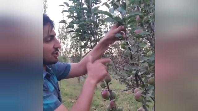 راهکارهای عملی برای افزایش میوه‌ دهی درختان سیب و گلابی