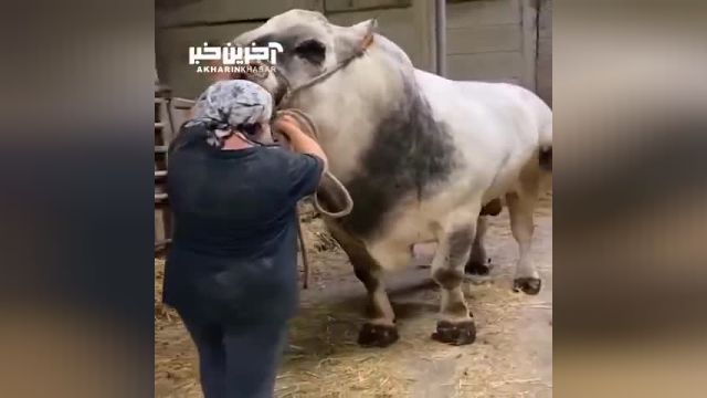 شکوه و عظمت بزرگترین گاو ایتالیایی با 1400 کیلوگرم وزن