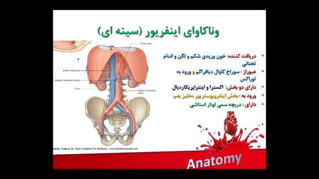 آناتومی عروق خونی | آموزش علوم تشریح آناتومی قلب و عروق | جلسه هشتم (9)