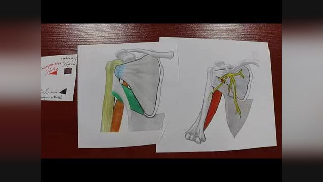 عضلات خلفی کتف | آموزش علوم تشریح (آناتومی) اسکلتی - عضلانی | جلسه هفدهم (1)