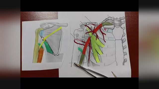 عضلات خلفی کتف | آموزش علوم تشریح (آناتومی) اسکلتی - عضلانی | جلسه هفدهم (2)