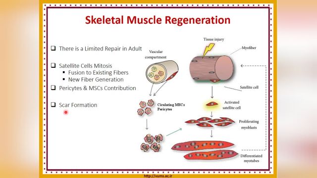 بافت عضلانی (Muscular tissue) | آموزش جامع و کامل بافت شناسی عمومی | جلسه دوازدهم (7)