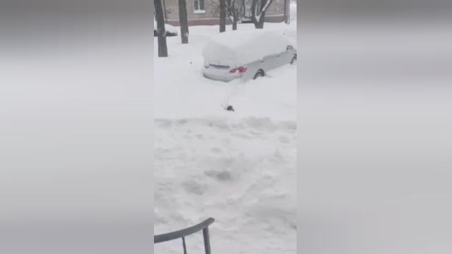 فرار گربه باهوش برای رهایی از زیر برف | ویدیو