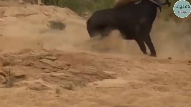 تصاویری از حمله وحشیانه کفتار ها به فیل در حیات وحش