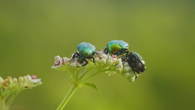 دنیای شگفت انگیز حشرات | ویدیوی آرامش بخش با صداهای مختلف طبیعت و حشرات