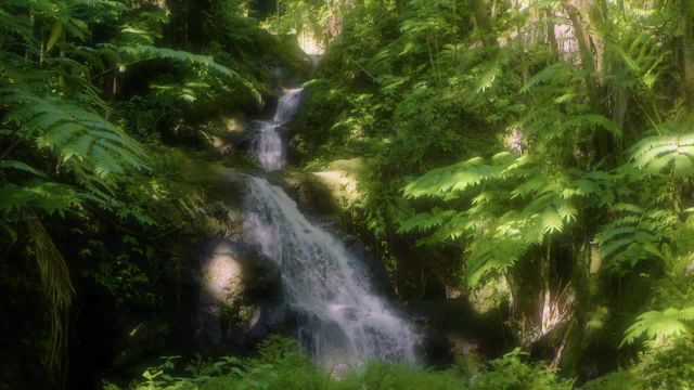 جریان آب در جنگل | صدای طبیعت و صدای جیر جیر پرندگان استوایی برای آرامش