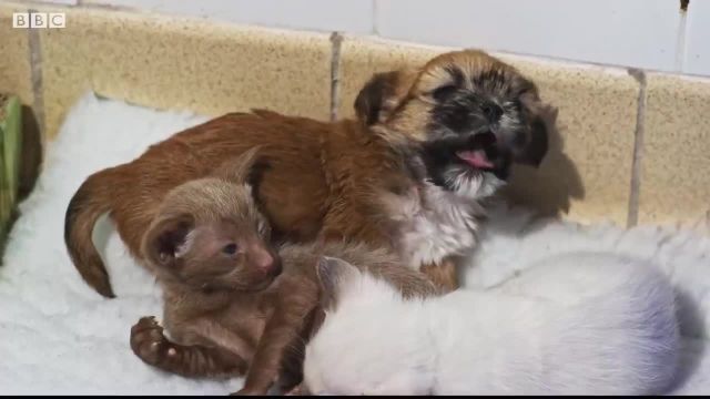 حیوانات خانگی | توله سگ توسط مادر گربه پذیرفته شد!