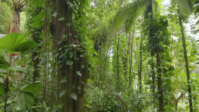 صداهای شگفت‌ انگیز جنگل | آواز پرندگان عجیب و غریب در جنگل‌ های بارانی استوایی | قسمت 3