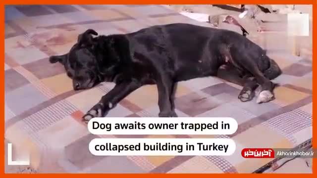 انتظار یک سگ برای نجات صاحبش از زیر آوار زلزله | ویدیو