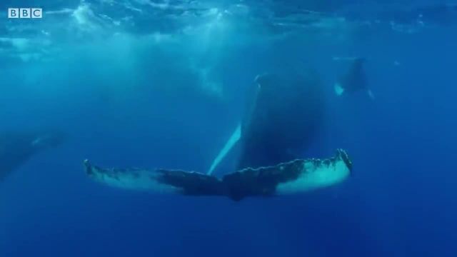 لحظه های باشکوه نهنگ ثبت شده توسط دوربین!