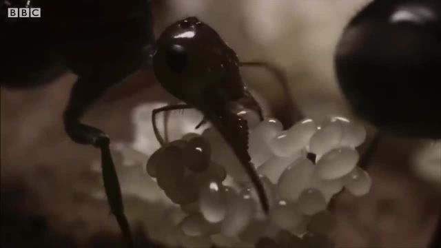 5 دلیل شگفت انگیز وجود مورچه ها که تا کنون نمی دانستید!
