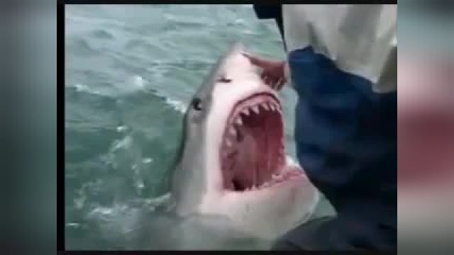 Real Shark attack